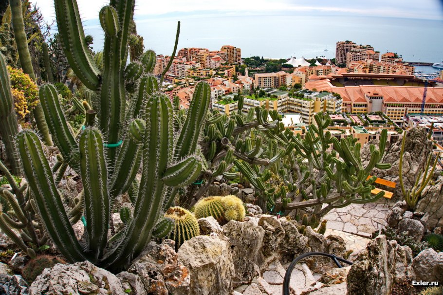 Парк кактусов в Монако