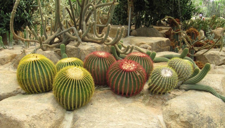 Парк Нонг Нуч парк кактусов