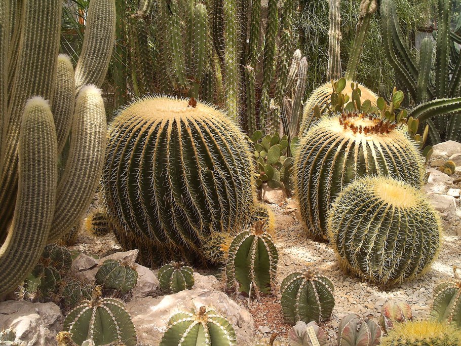 Никитский Ботанический кактусовая оранжерея