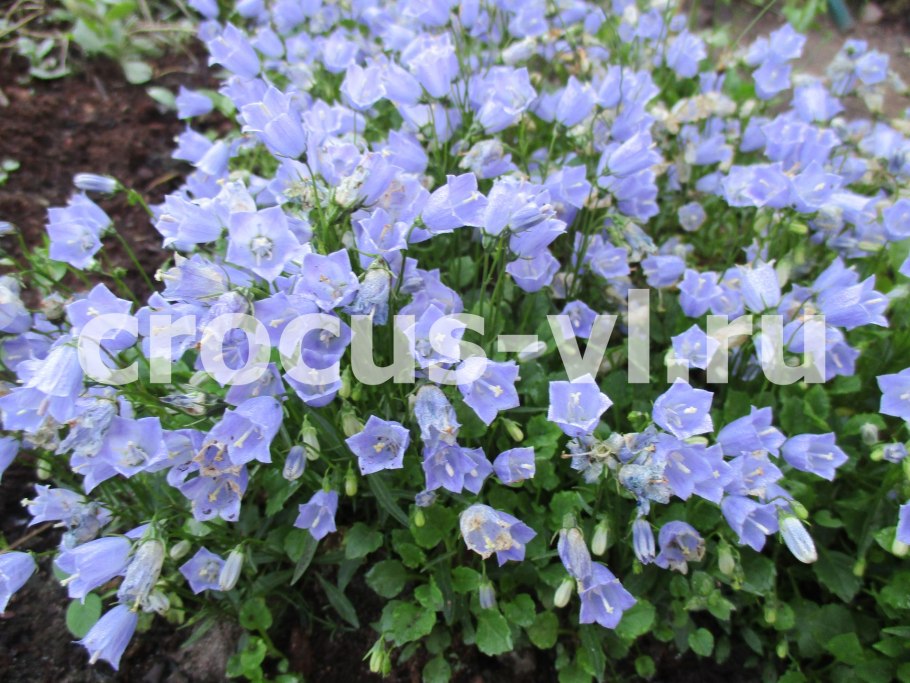 Колокольчик персиколистный caerulea