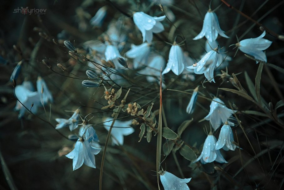 Аденофора курильская