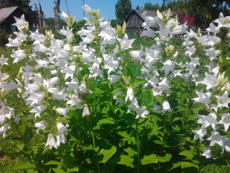 Колокольчик персиколистный