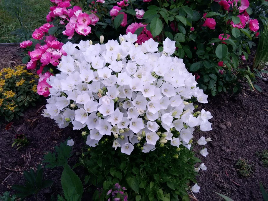 Белые колокольчики цветы