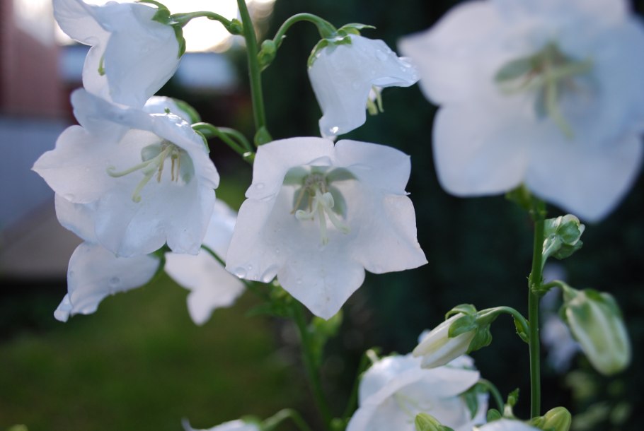 Колокольчик персиколистный (Campanula persicifolia l.)
