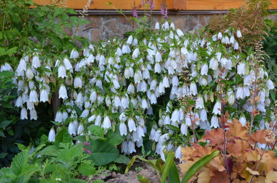Колокольчик на белом фоне