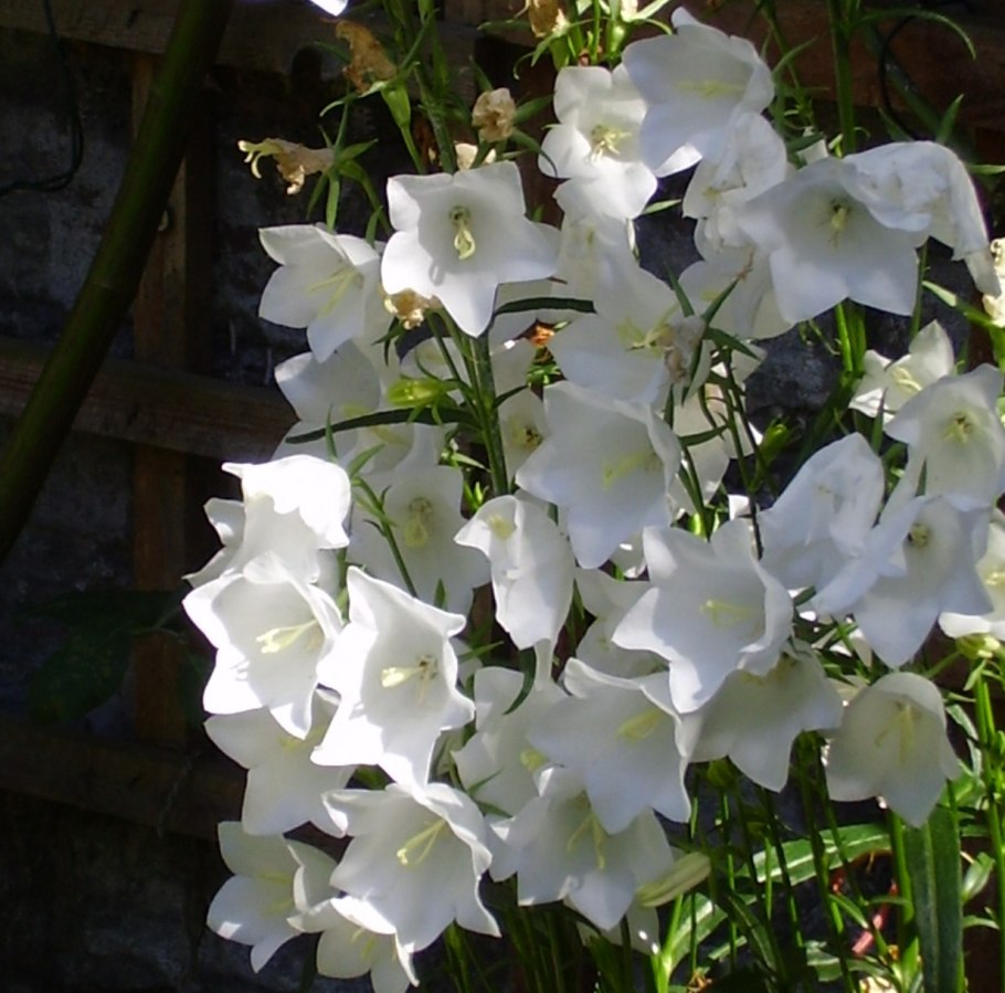 Платикодон Фуджи Вайт