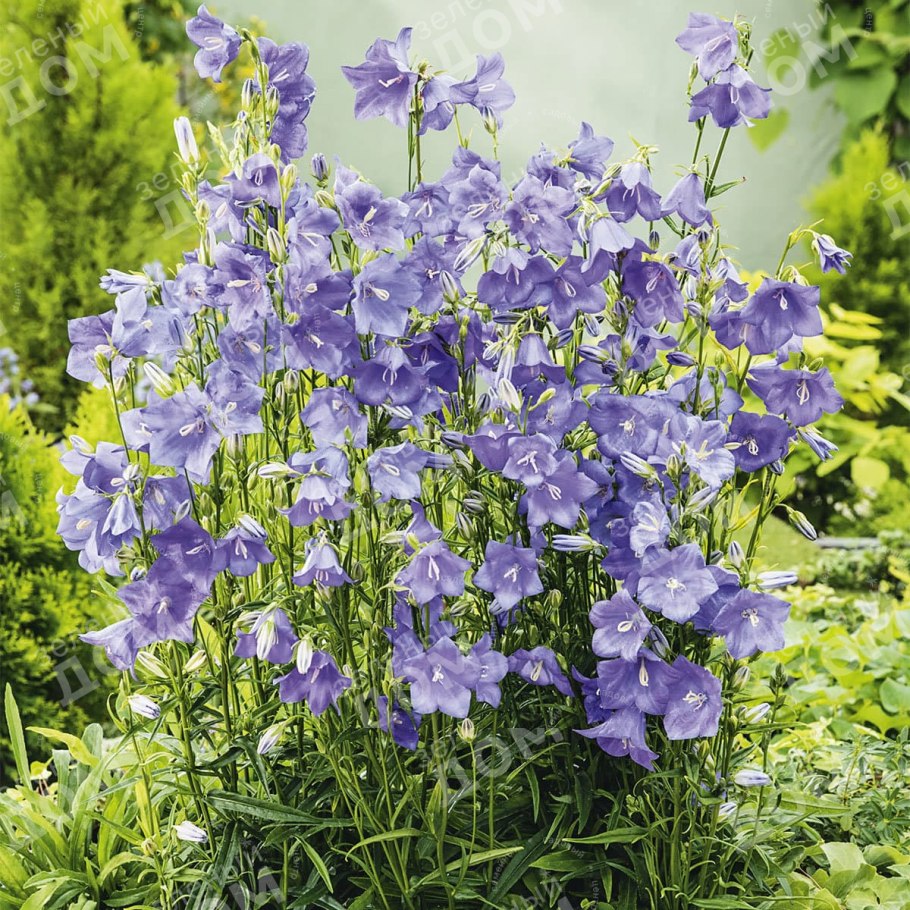 Колокольчик ложечницелистный Jingle White