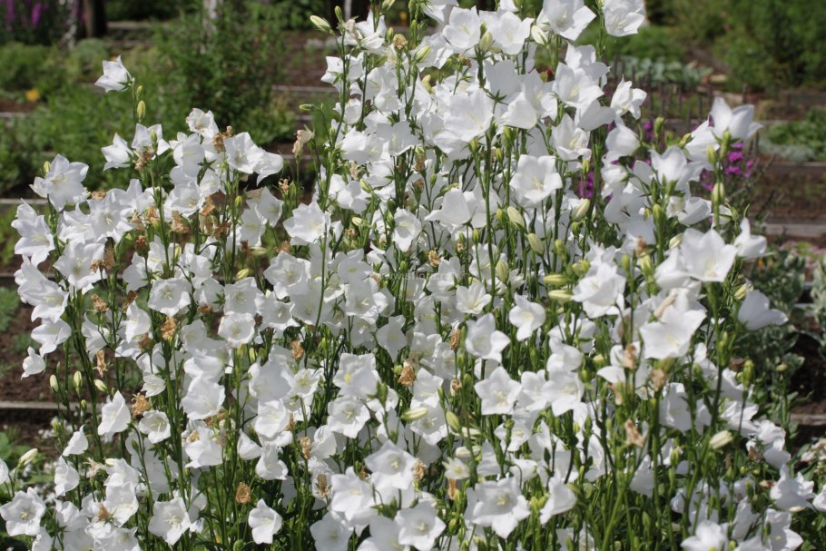 Колокольчик персиколистный белый