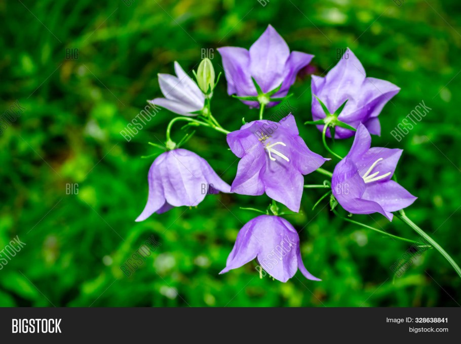 Колокольчик персиколистный Айсберг