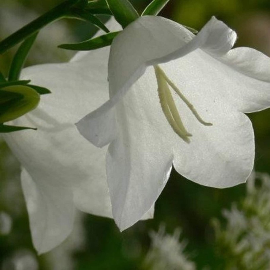 Campanula carpatica ‘pearl white’ осень
