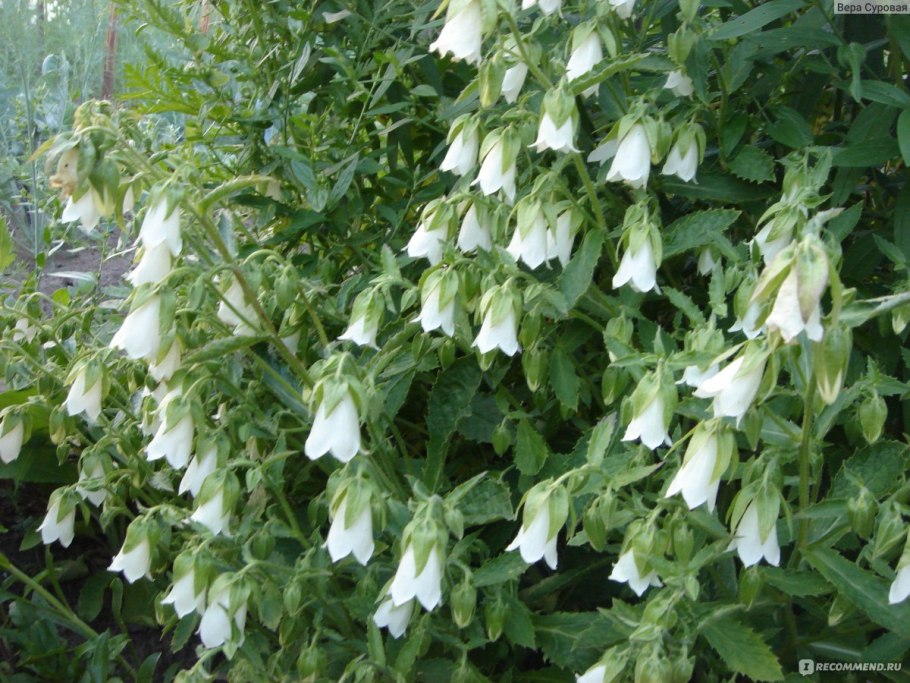 Цветок с белыми колокольчиками Лесной