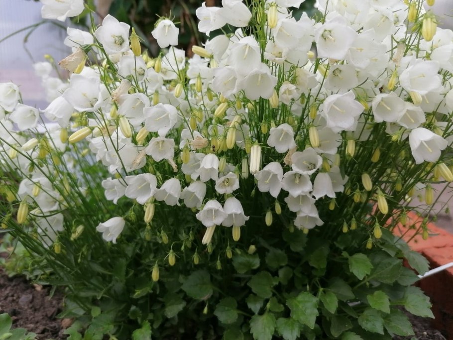 Колокольчик персиколистный (Campanula persicifolia &#96;Takion White&#96;)