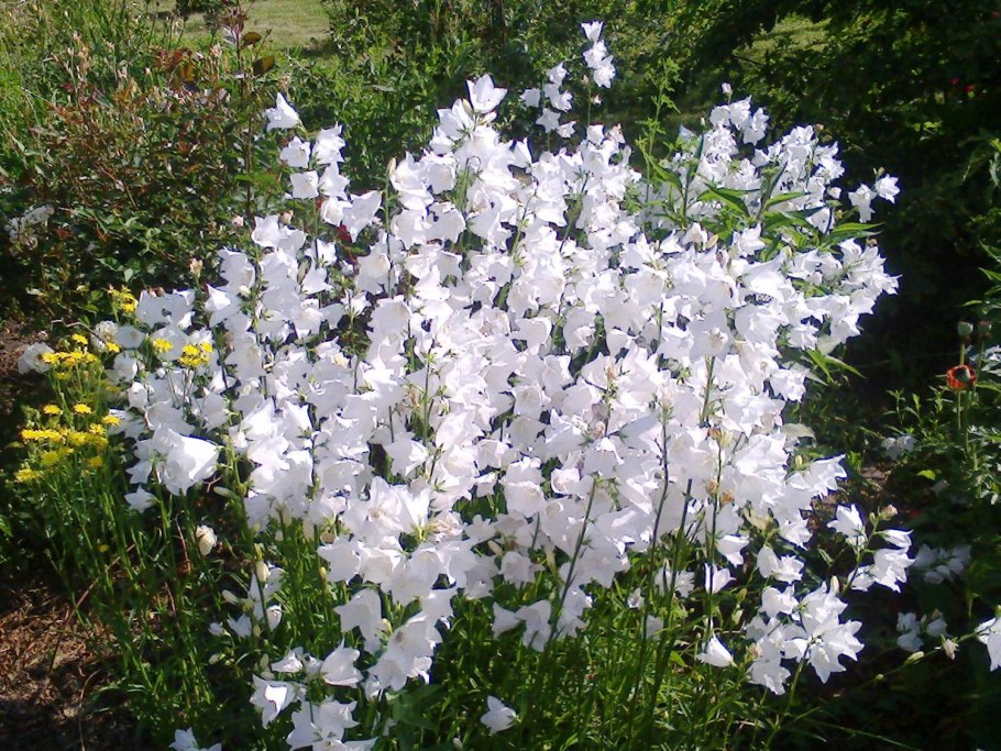 Колокольчик персиколистный (Campanula persicifolia)