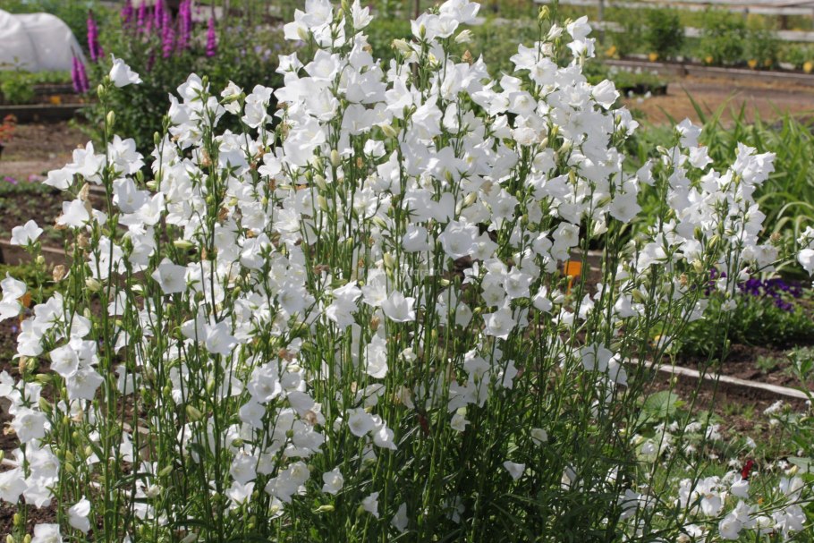 Колокольчик Карпатский Pearl White