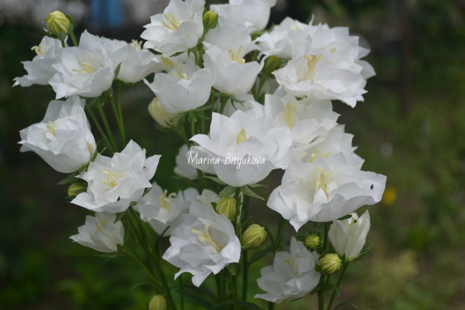 Букет колокольчики Кампанула