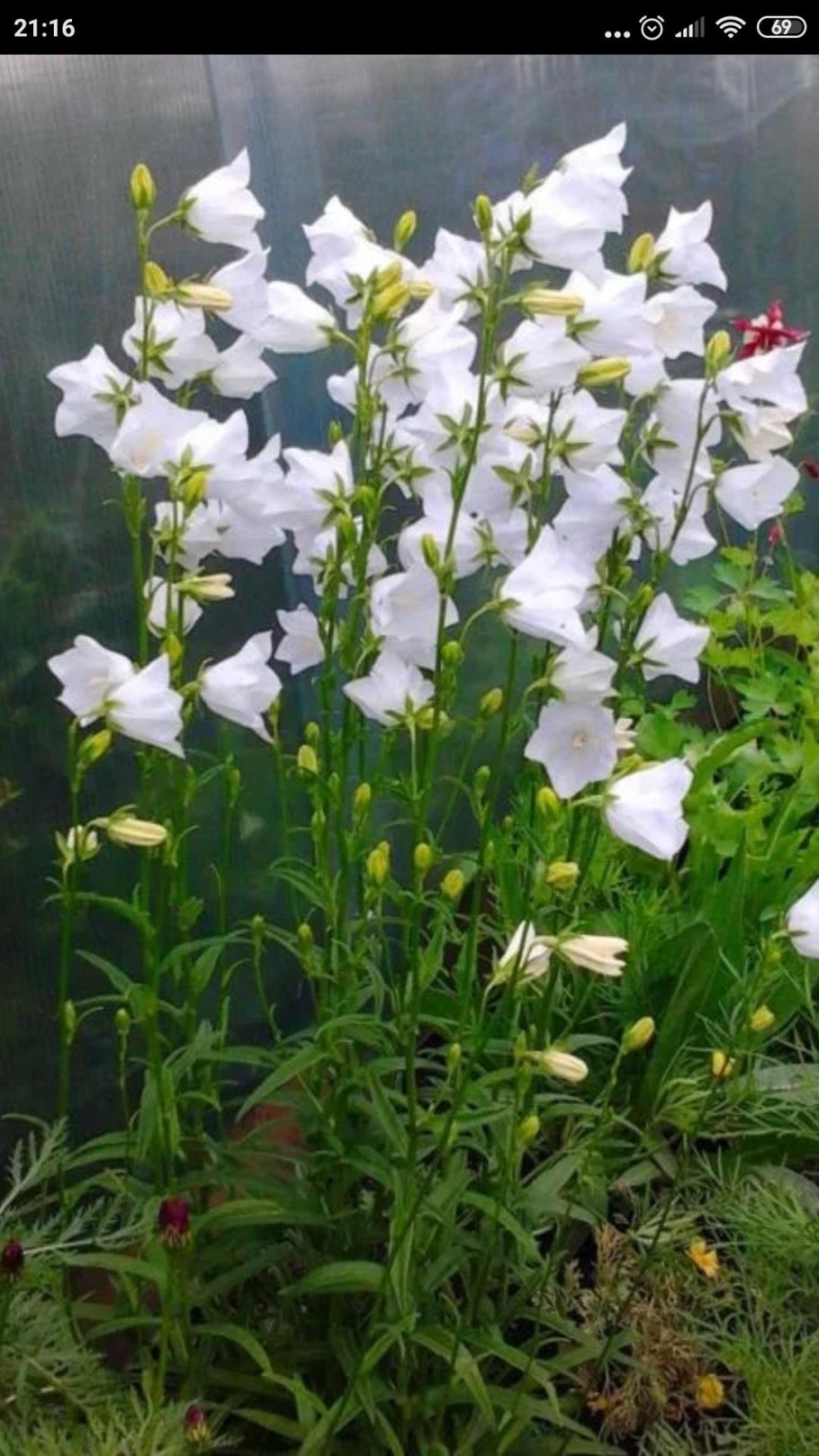 Колокольчик средний Снежана