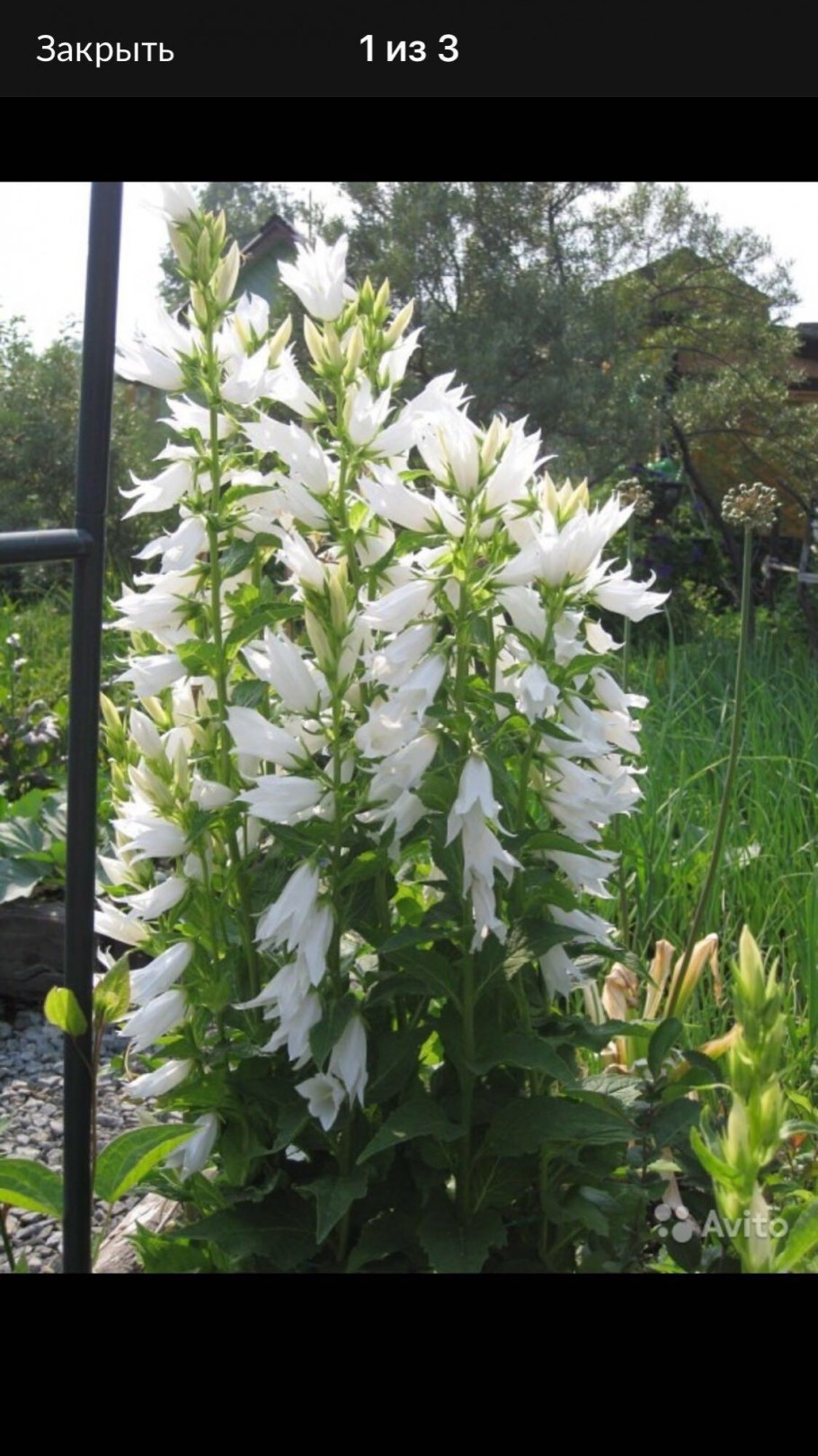 Колокольчик Карпатский Pearl White