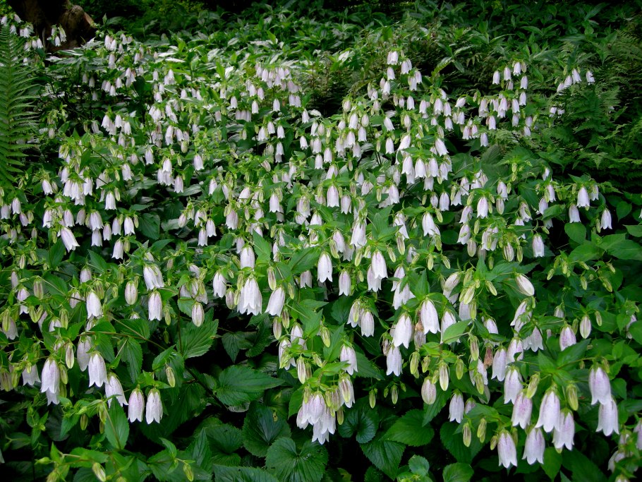 Колокольчик белый двулетний