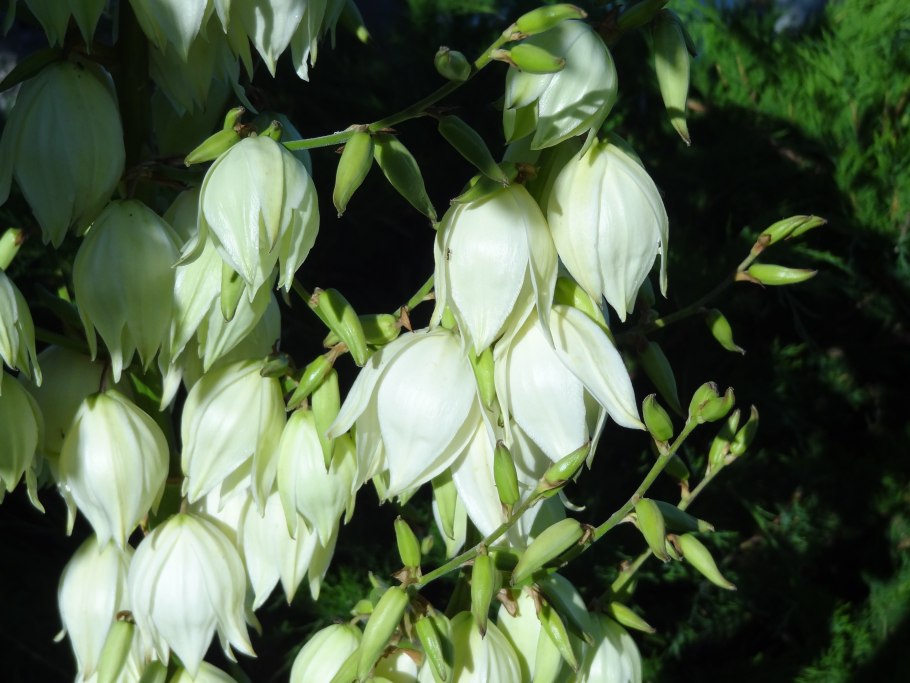 Колокольчик Карпатский пристар Вайт