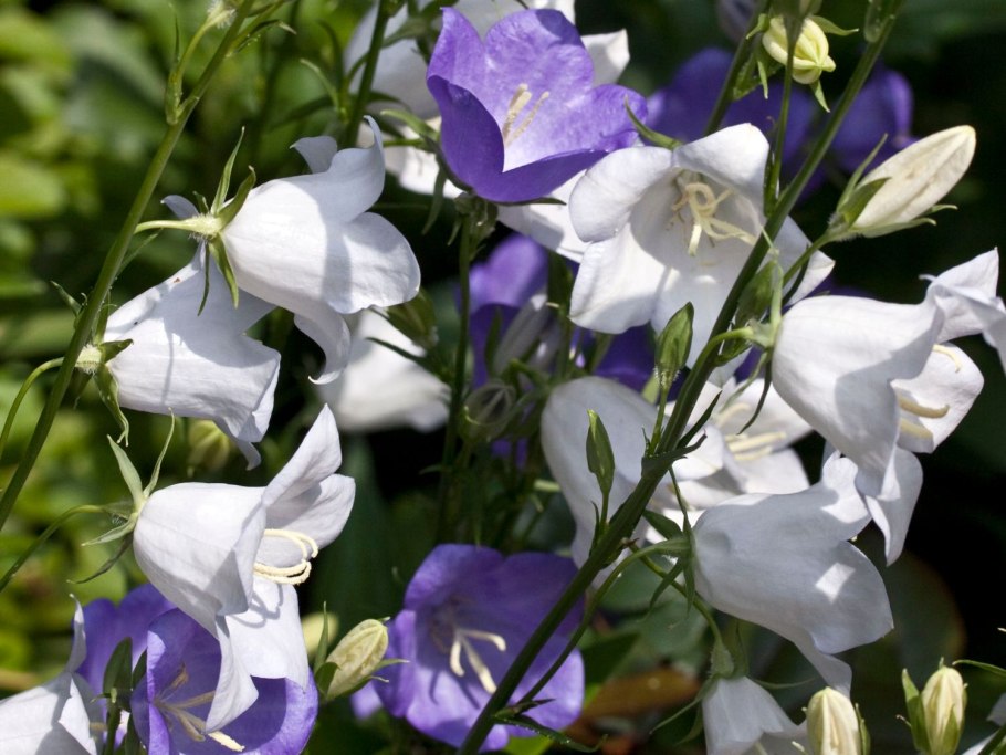 Ширококолокольчик Фуджи Вайт