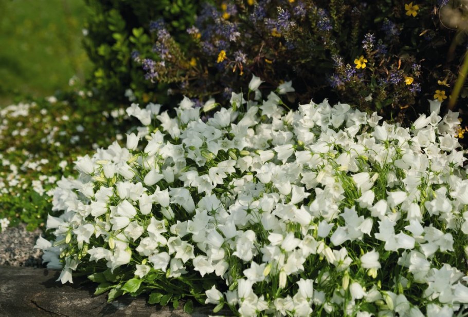 Колокольчик ложечницелистный альба