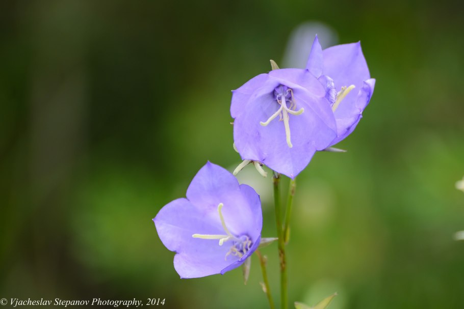 Лесные похожие на колокольчики