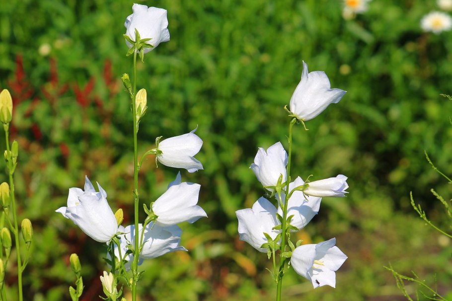 Кампанула белая на белом фоне