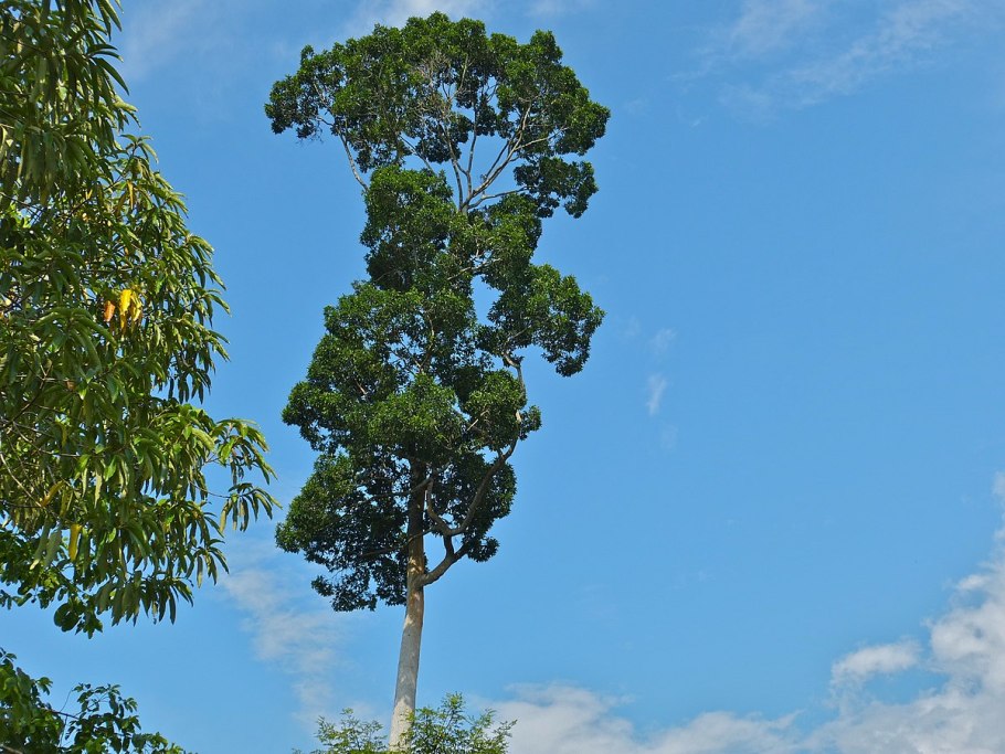 Сал (Shorea robusta)