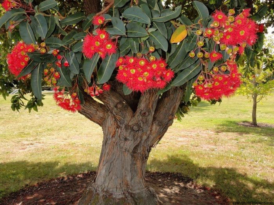 Кристаллическое дерево