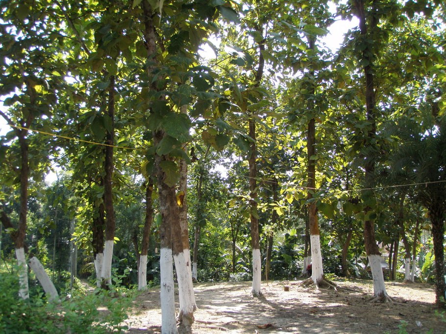 Какие в пампах Юж. Америки деревья