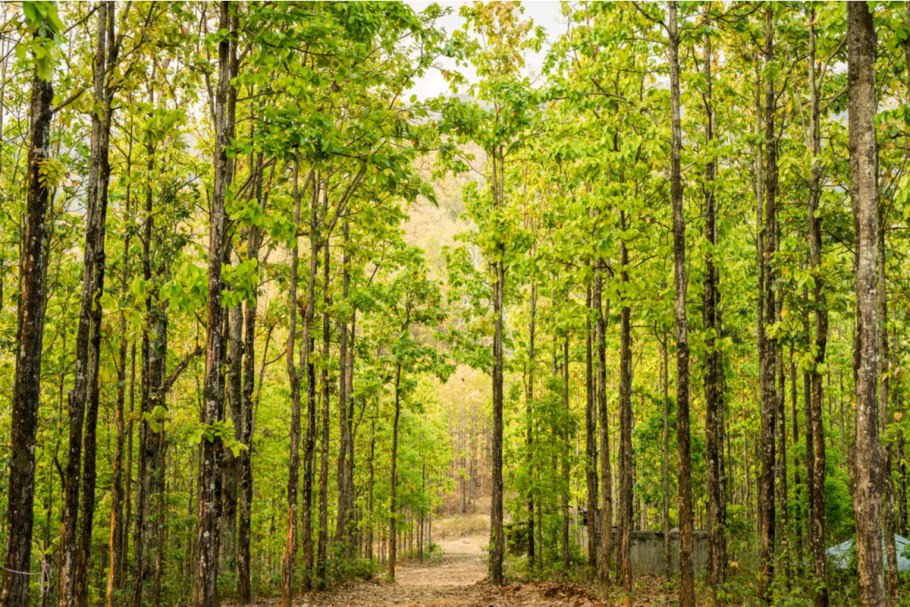 Фото Пушков на деревьях