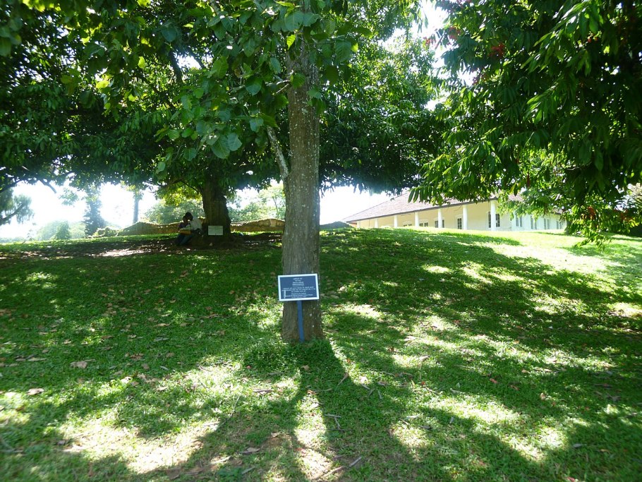 Масло Шорея