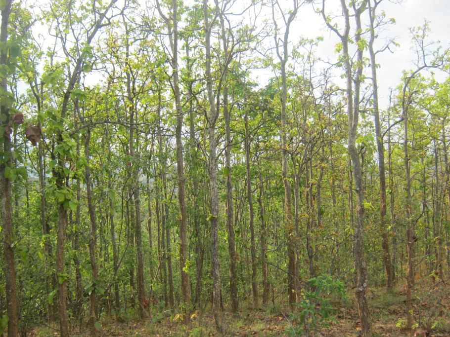 Бангладеш дерево цветущее