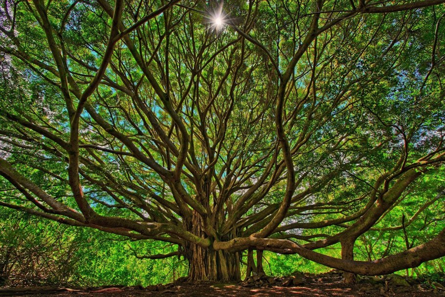 Цветущая Яблоневый сад