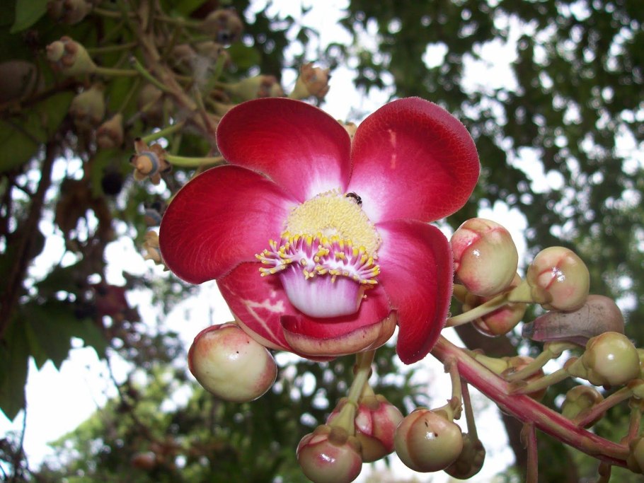 Shorea robusta дерево