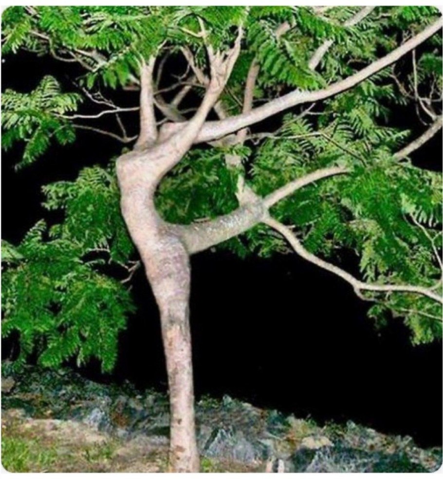 Драцена Сокотра