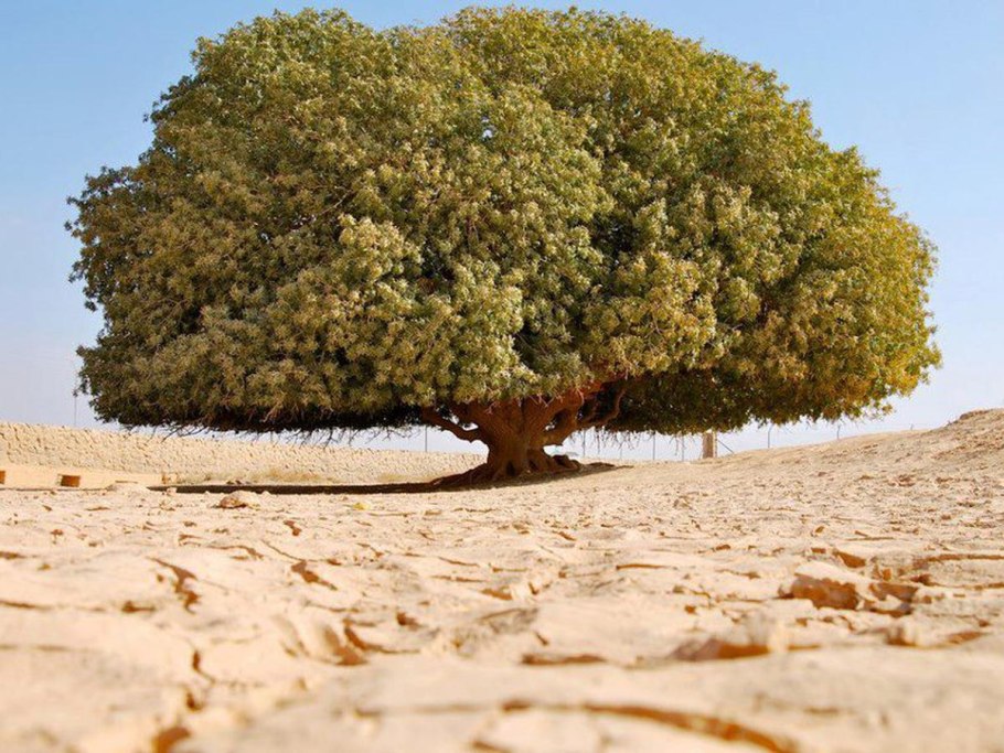 Мощное дерево