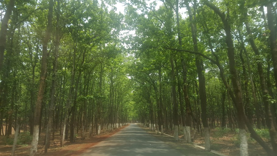 Осень деревья без листьев