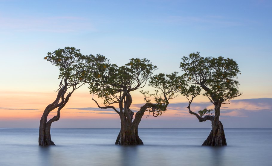 Саловое дерево