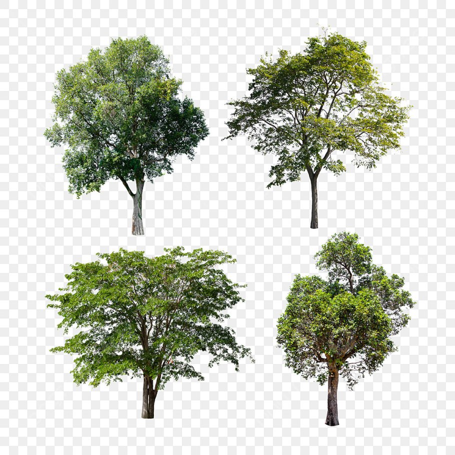 У дерева судьбы нет листьев