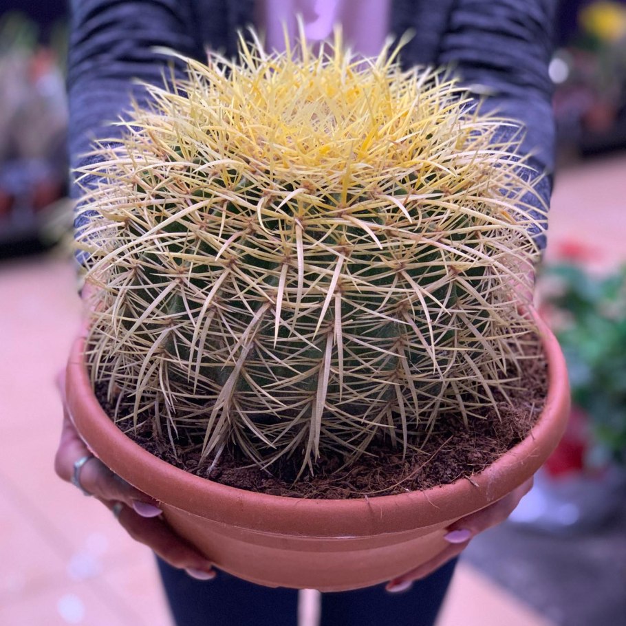 Эхинокактус грузони Рейнбоу