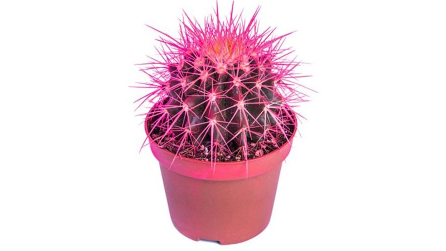 Эхинокактус грузони Техасский