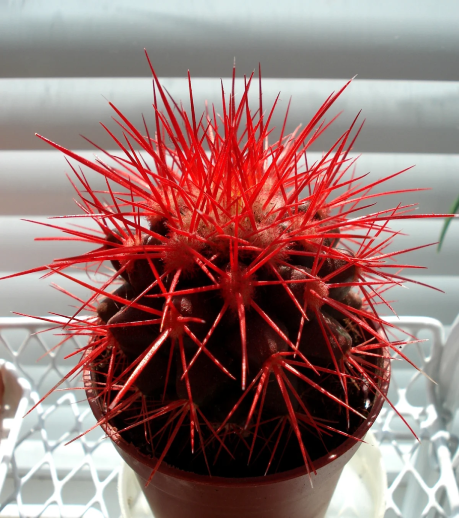 Эхинокактус Радуга