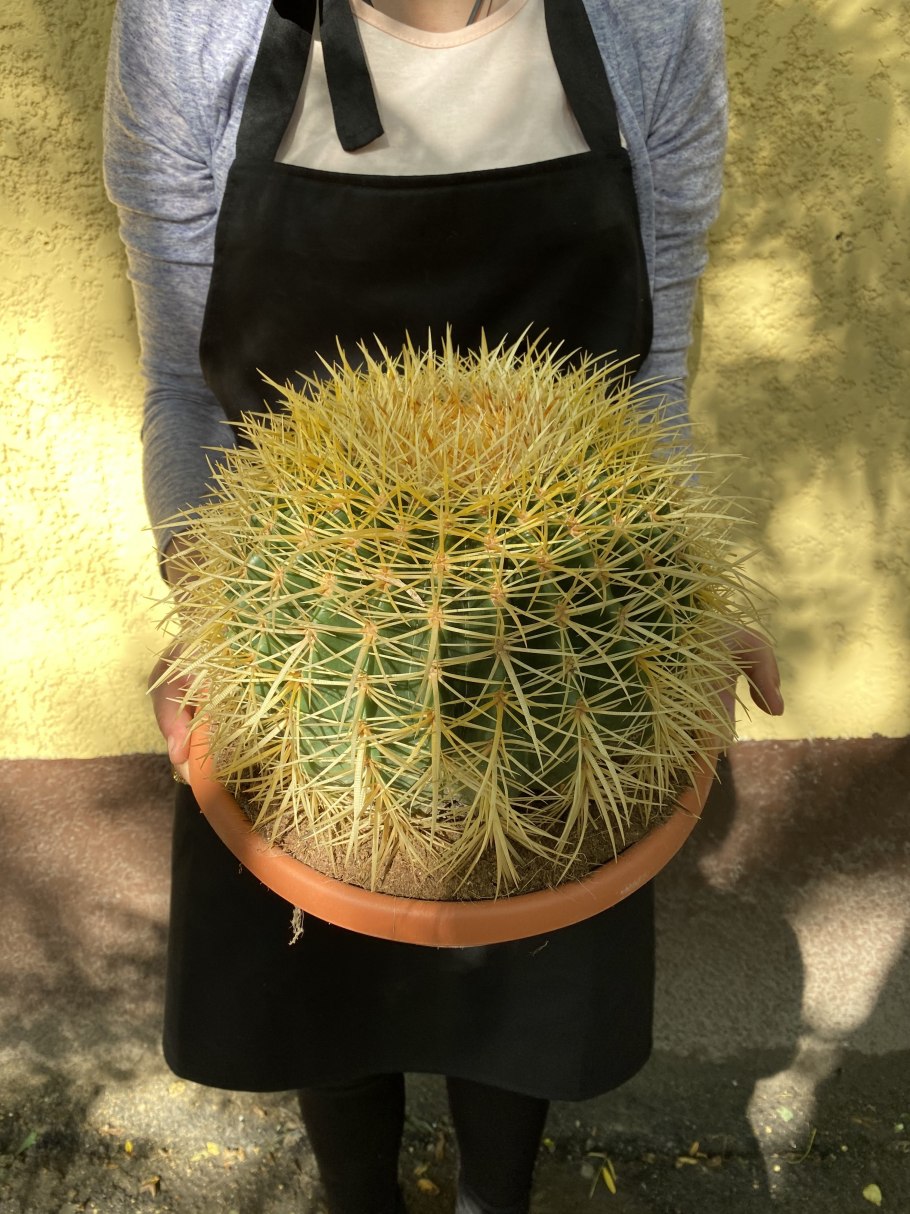 Кактус Эхинокактус грузони