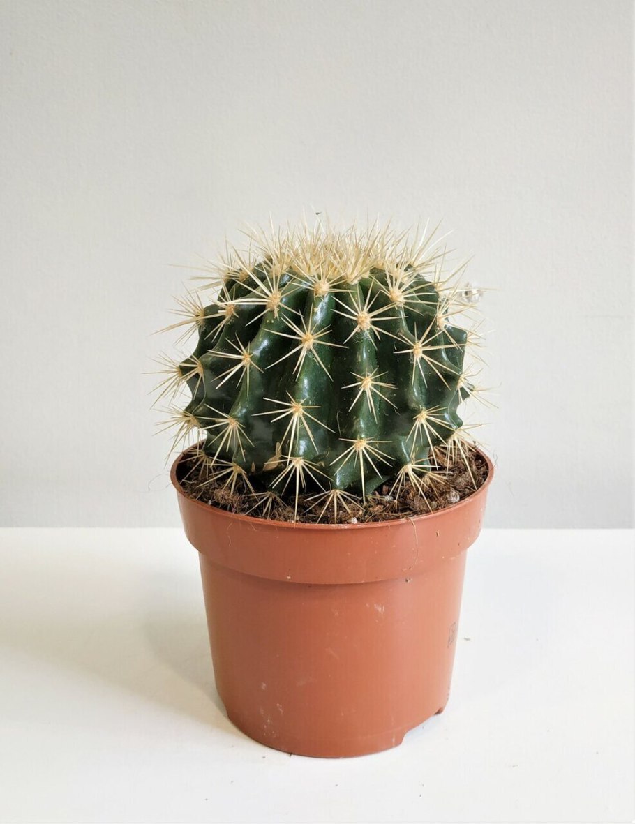 Эхинокактус грузони желтый