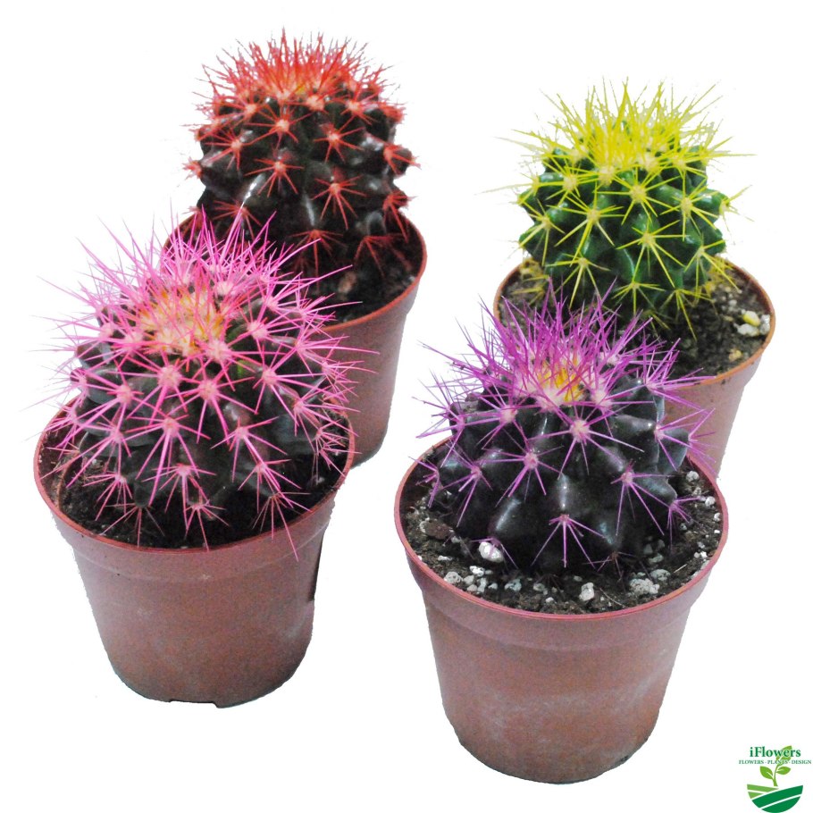 Эхинокактус грузонирейнбол