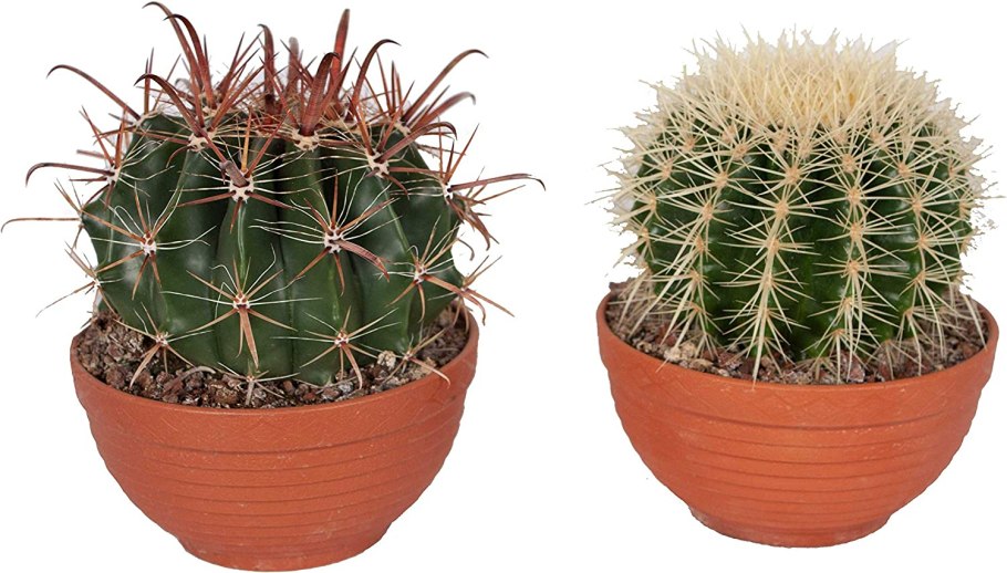 Ferocactus wislizeni