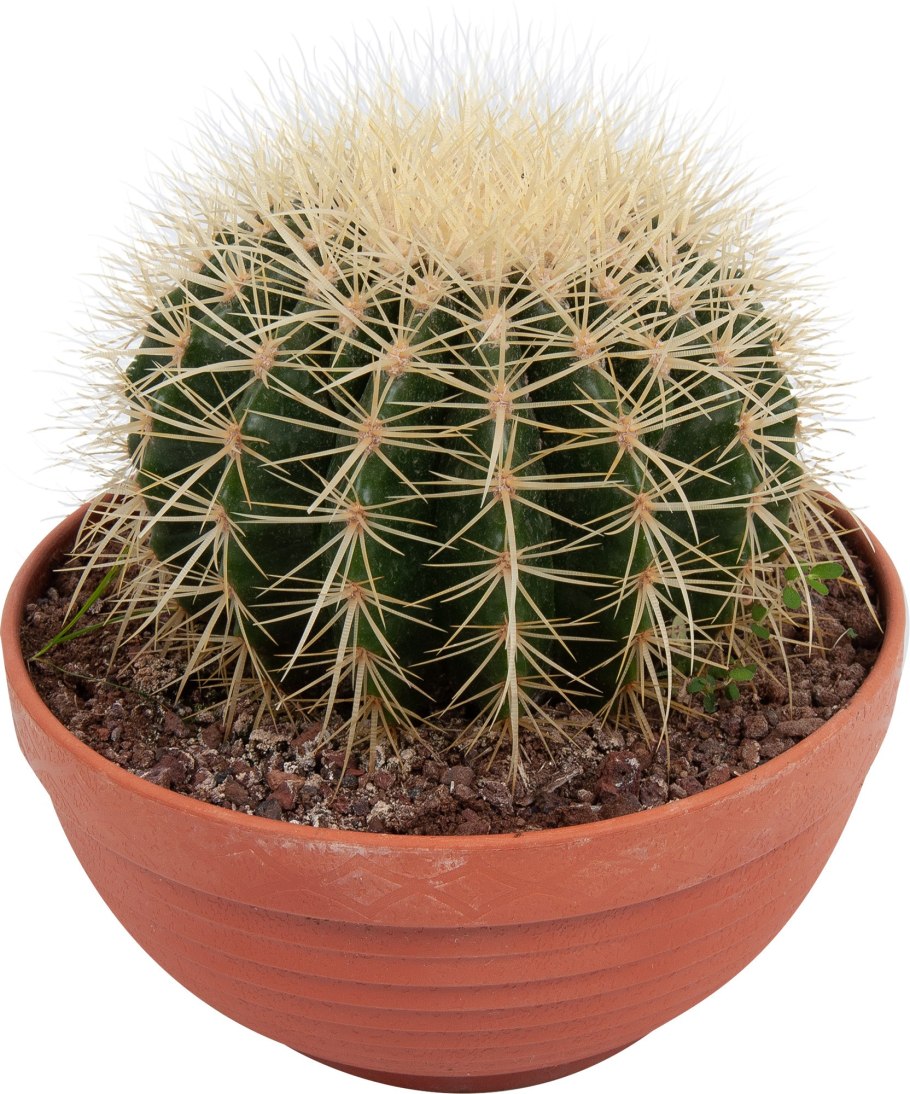 Эхинокактус грузони микс