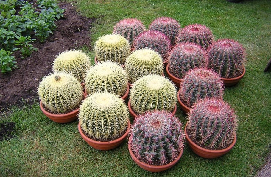 Эхинокактус голубой