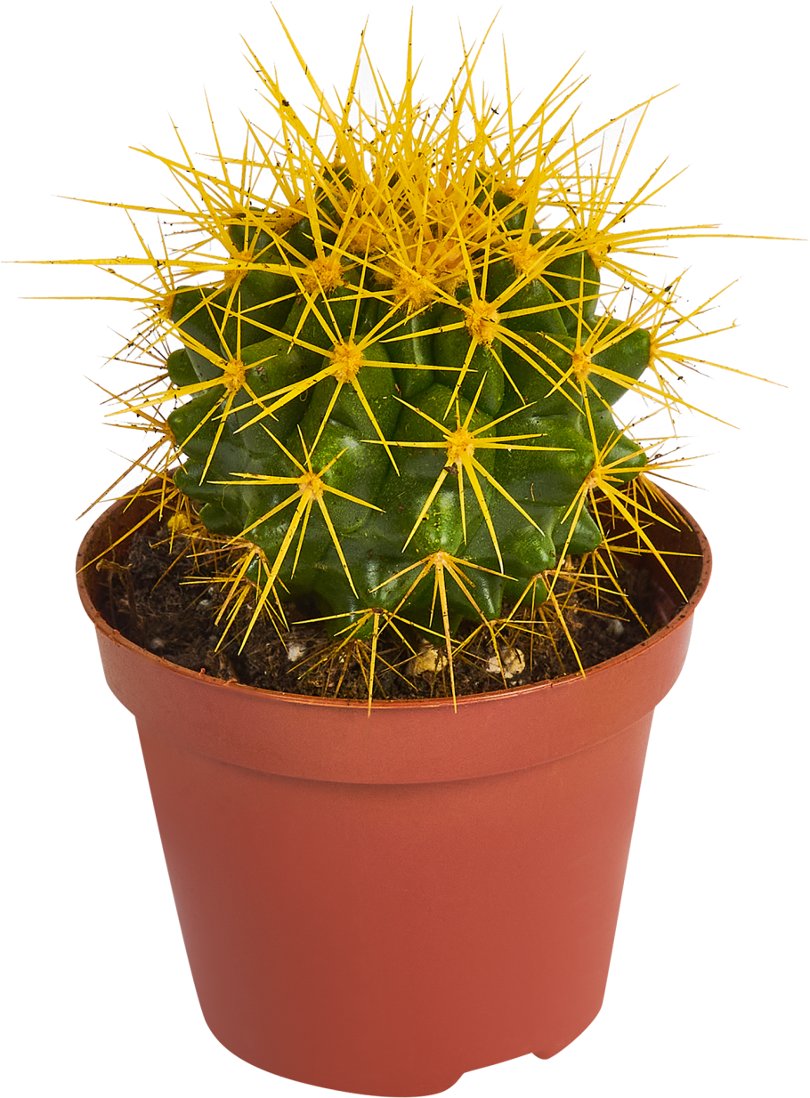 Эхинокактус грузони Рейнбоу Эхинокактус грузони Рейнбоу